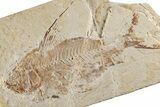 Cretaceous Fossil Fish (Nematonotus) - Hjoula, Lebanon #200767-1